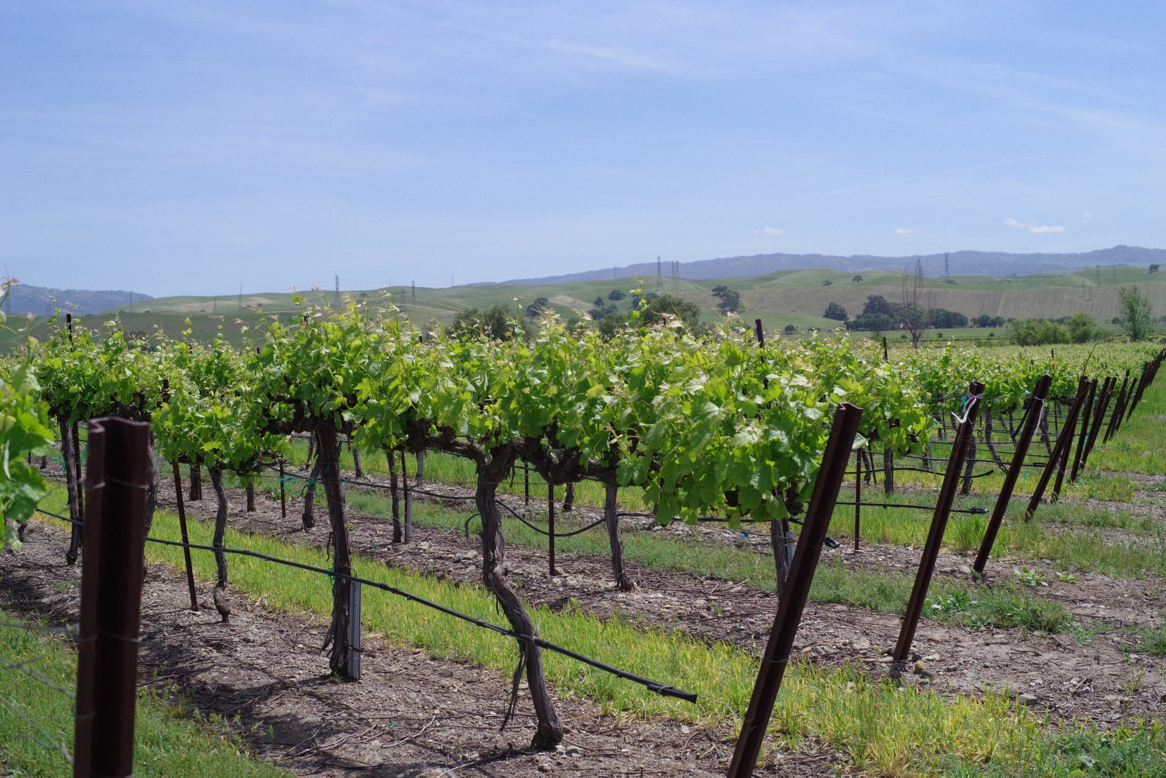 Wente Vineyards